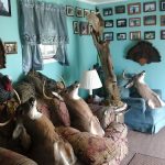 Homestaging