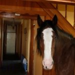 HomestagingHomestaging
